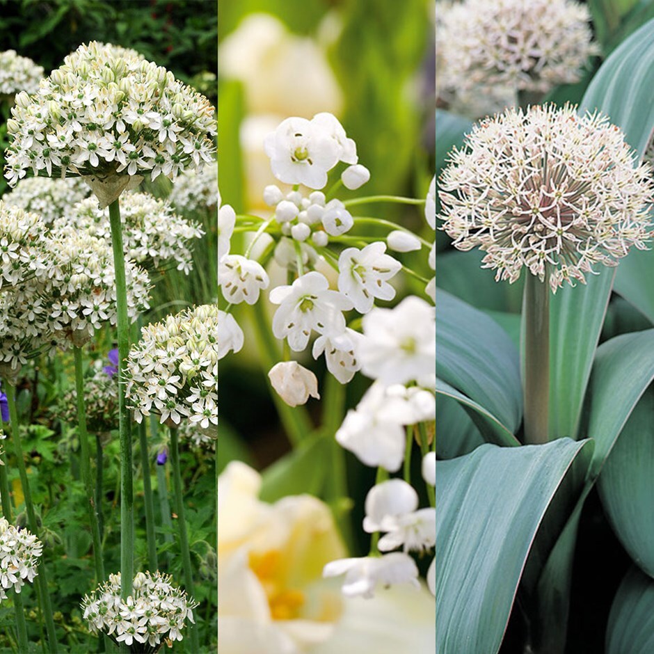 Best white allium collection