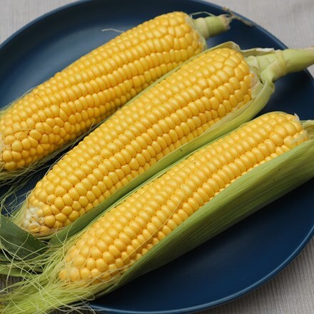 sweetcorn Golden Bantam