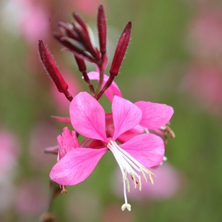 <i>Oenothera lindheimeri</i> 'Siskiyou Pink'