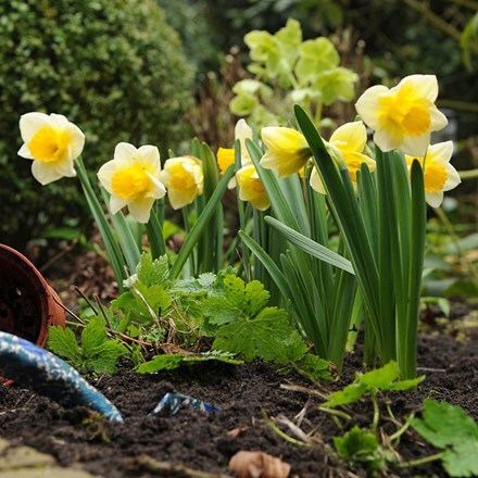 large cupped daffodil bulbs