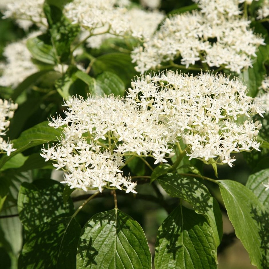 <i>Cornus controversa</i> 