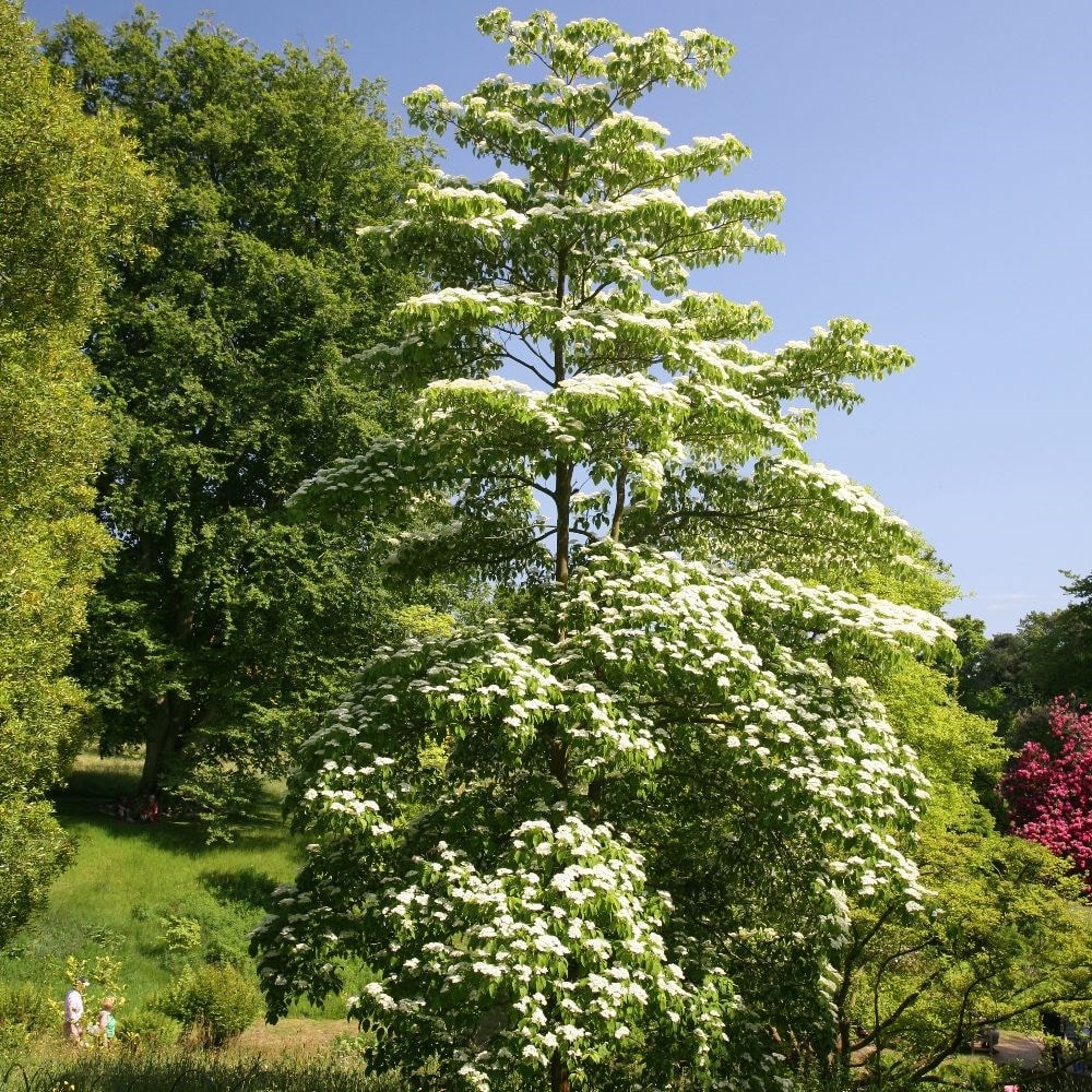 <i>Cornus controversa</i> 