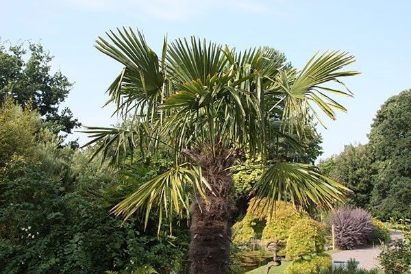 <i>Trachycarpus fortunei</i> 