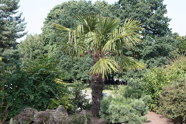 <i>Trachycarpus fortunei</i> 