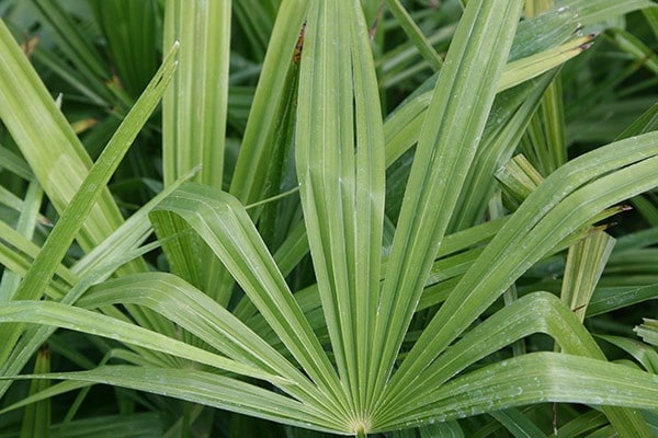 <i>Trachycarpus fortunei</i> 