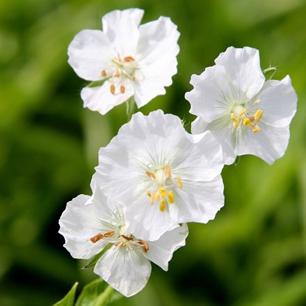 <i>Geranium phaeum</i> 'Album'