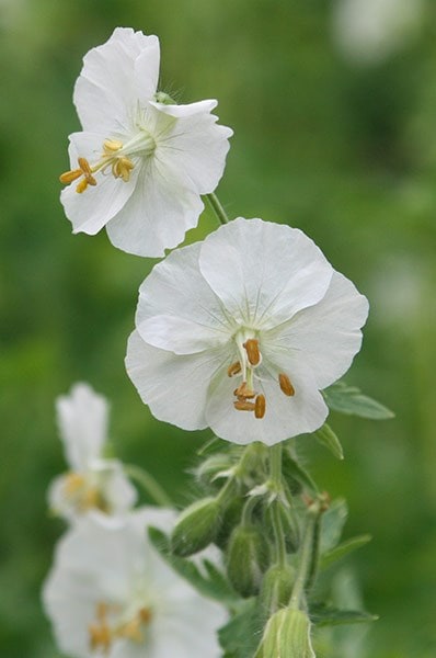 <i>Geranium phaeum</i> 'Album'