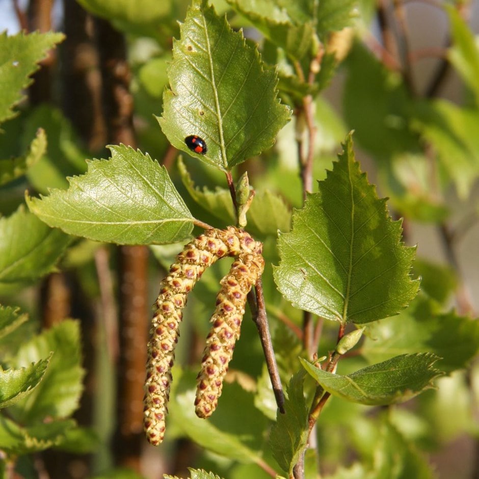 <I>Betula pendula</i> subsp. <i>pendula</i> </b>Fastigiata Joes</b> ('Jolep 1')