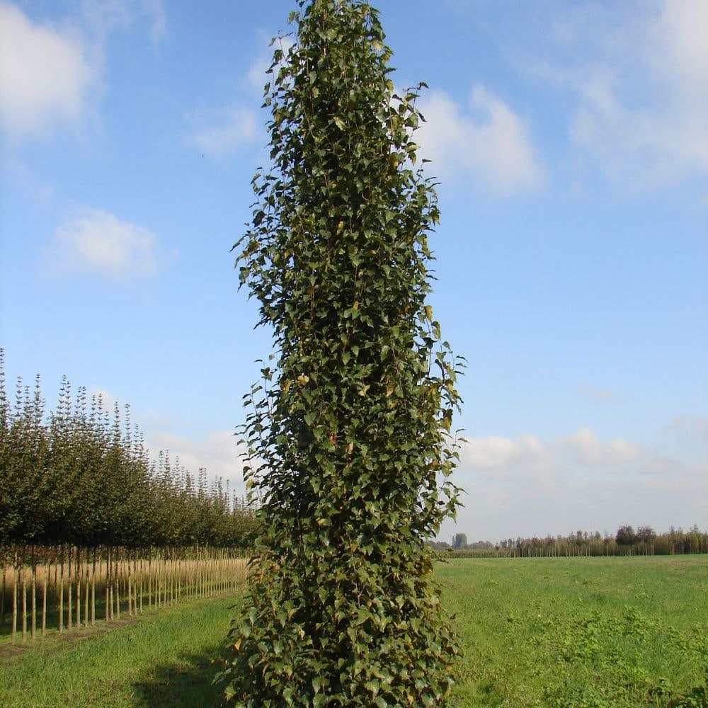 <I>Betula pendula</i> subsp. <i>pendula</i> </b>Fastigiata Joes</b> ('Jolep 1')