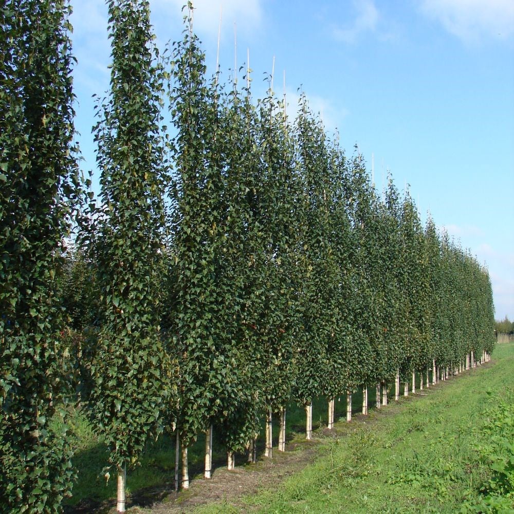 <I>Betula pendula</i> subsp. <i>pendula</i> </b>Fastigiata Joes</b> ('Jolep 1')