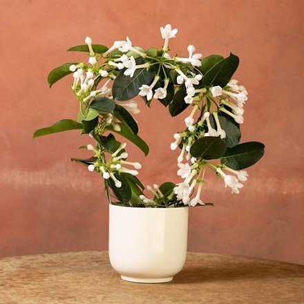 Stephanotis floribunda