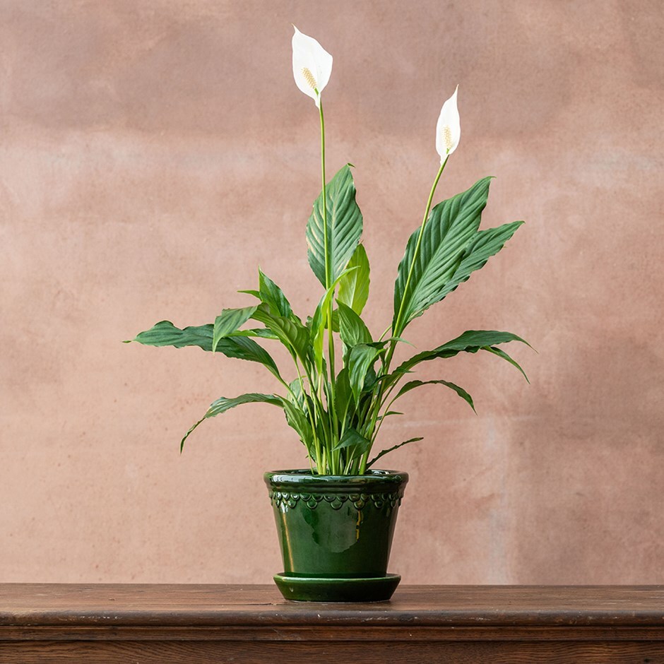 <i>Spathiphyllum wallisii</i> 'Bellini'