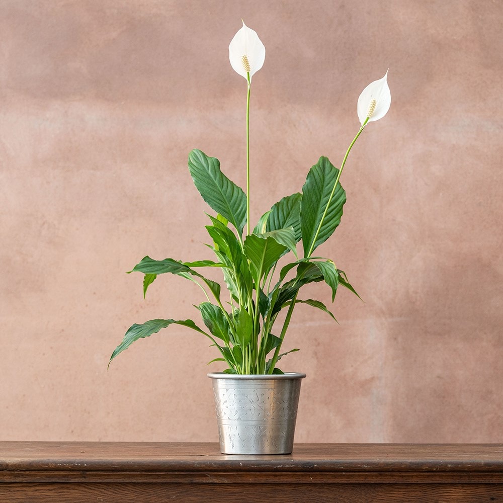 <i>Spathiphyllum wallisii</i> 'Bellini'