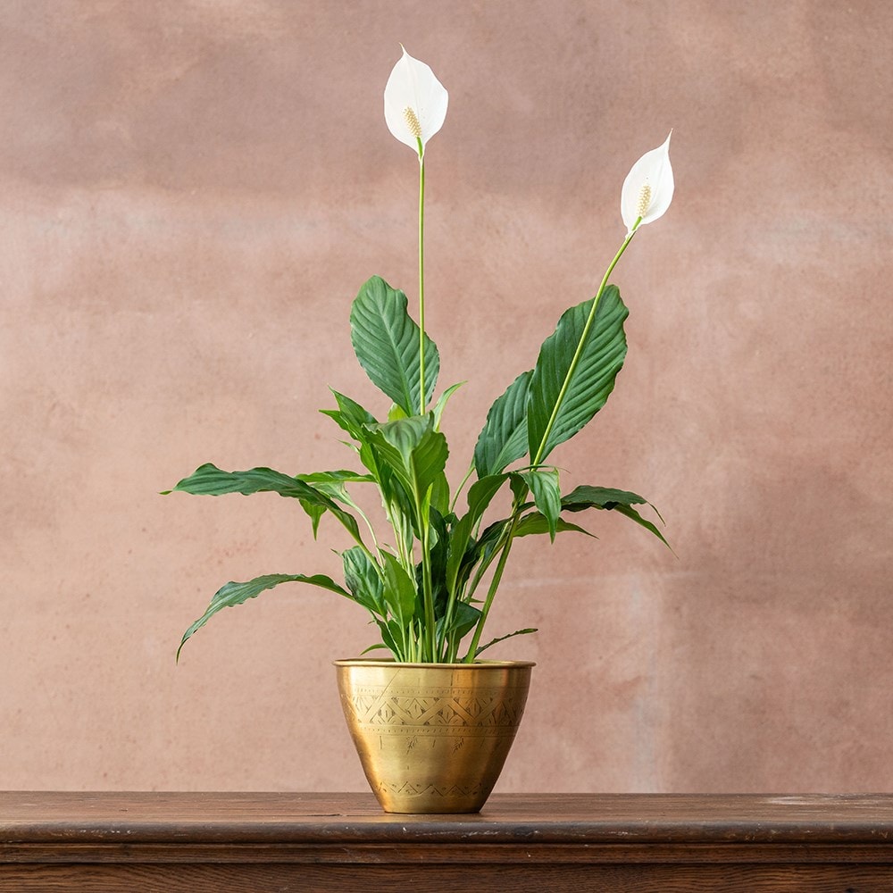 <i>Spathiphyllum wallisii</i> 'Bellini'