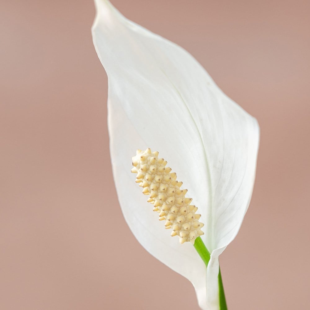 <i>Spathiphyllum wallisii</i> 'Bellini'