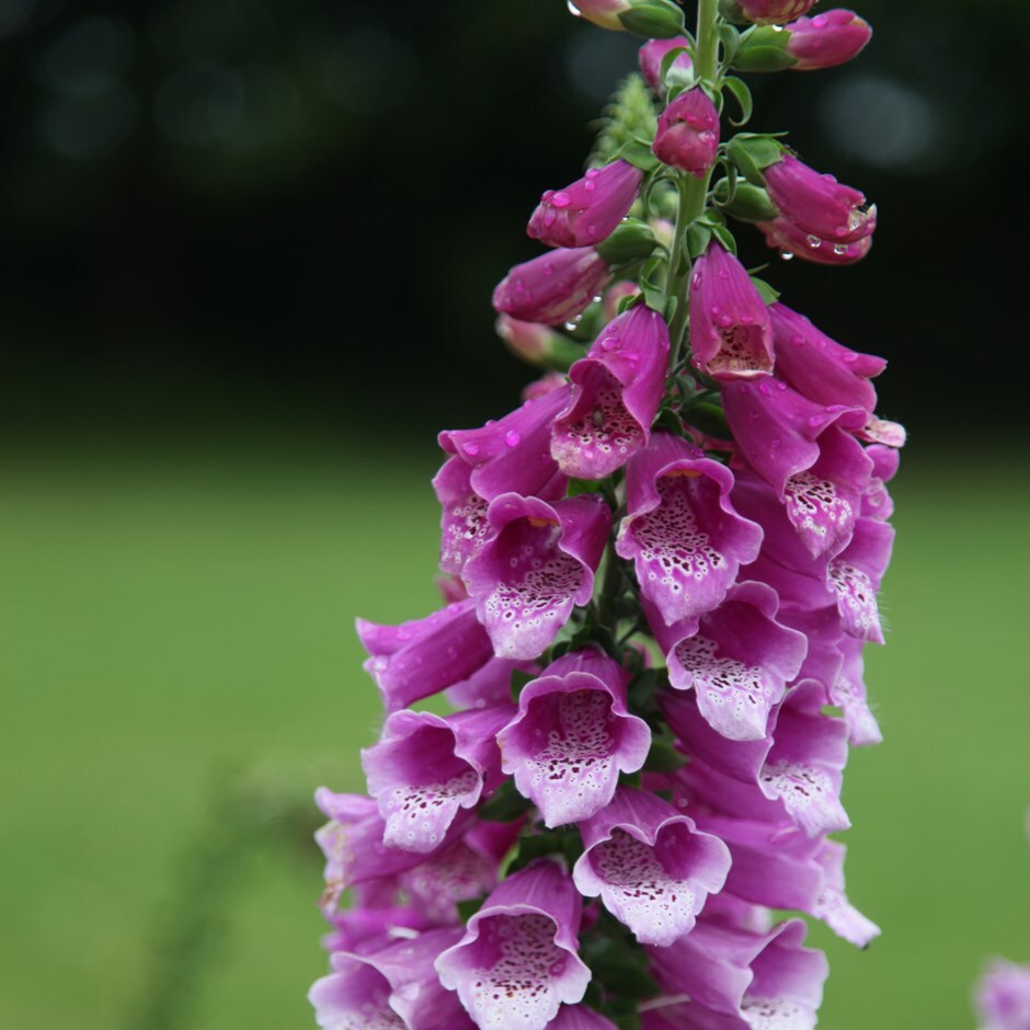 <I>Digitalis purpurea</i> 'Dalmatian Purple' (Dalmatian Series)