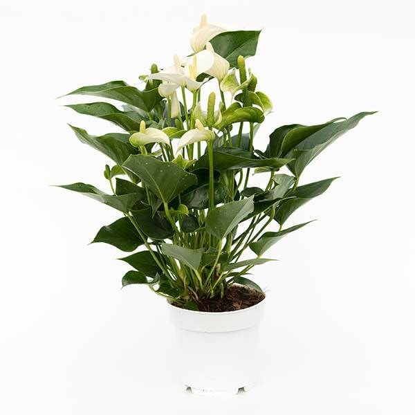 <i>Anthurium</i> <b class=small-caps>White Champion</b> ('Anthefaqyr') (PBR)