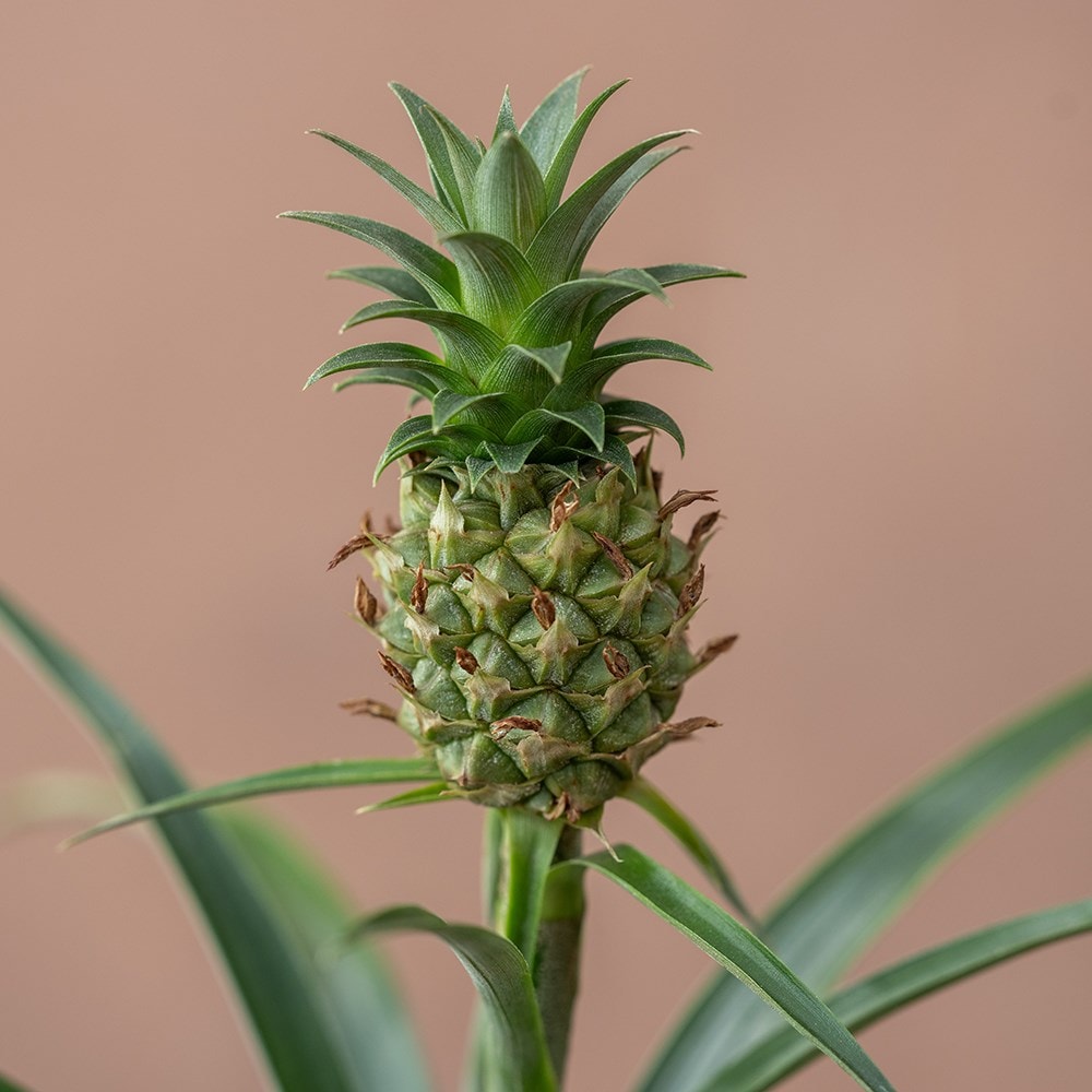 <i>Ananas comosus</i> <b class=small-caps>Corona</b> ('Duranas2') (PBR)