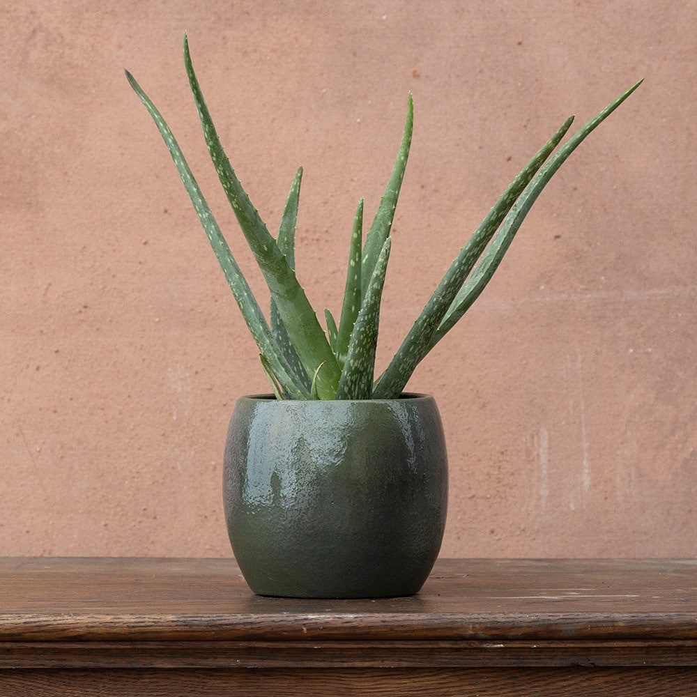 <i>Aloe vera</i>