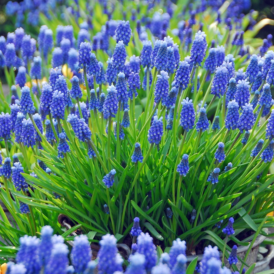 <i>Muscari armeniacum</i> 