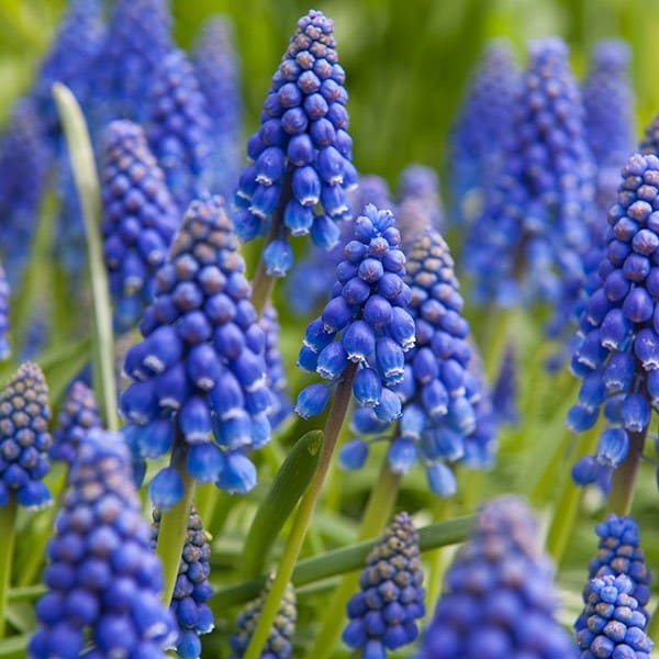 <i>Muscari armeniacum</i> 