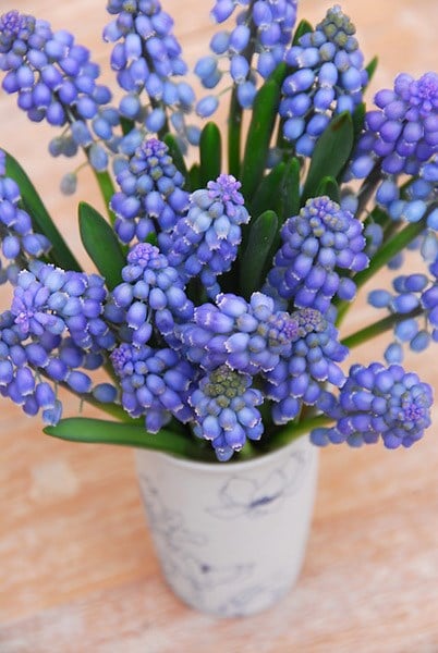 <i>Muscari armeniacum</i> 