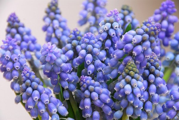 <i>Muscari armeniacum</i> 