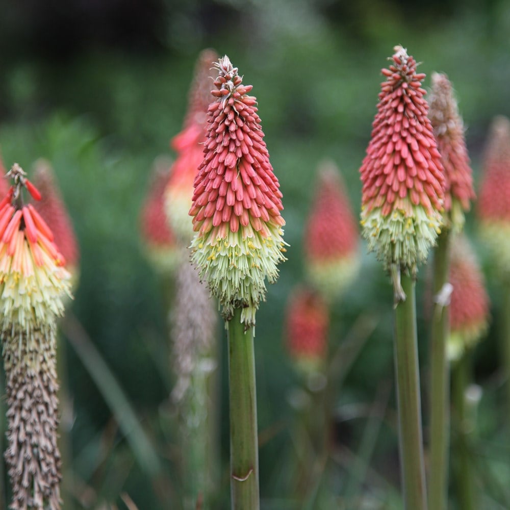 <i>Kniphofia uvaria</i> 