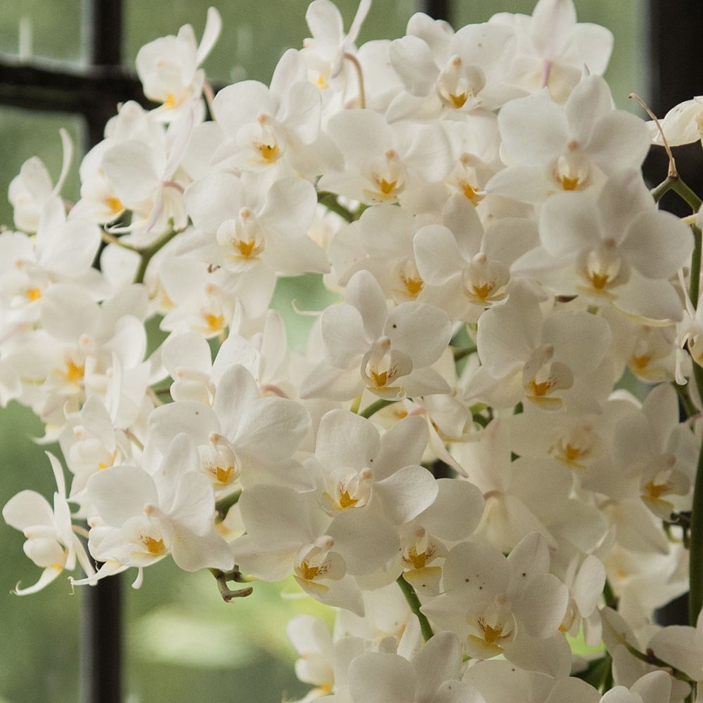 <i>Phalaenopsis</i> 'White Willd Orchid'