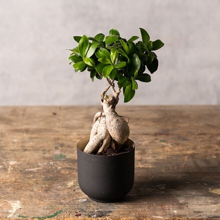 Ficus microcarpa Ginseng