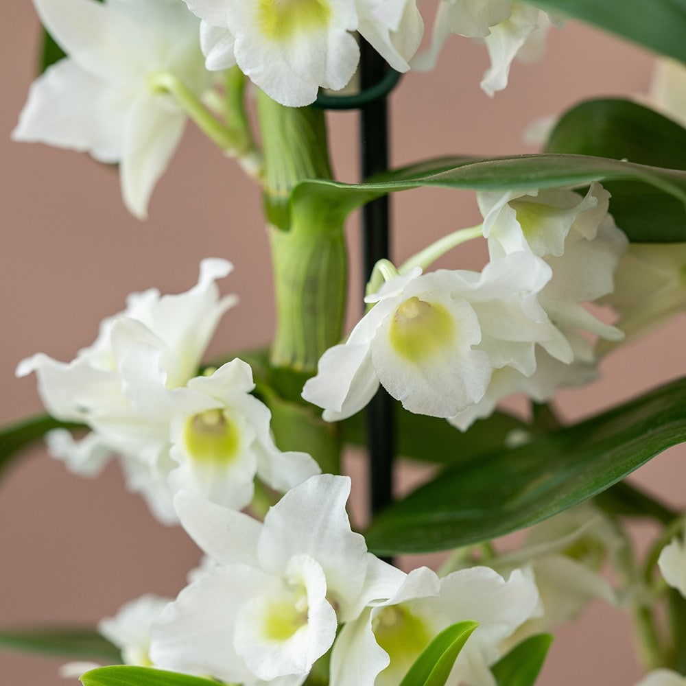 <i>Dendrobium</i> <b class=small-caps>Spring Dream</b> ('Apollon') (PBR)