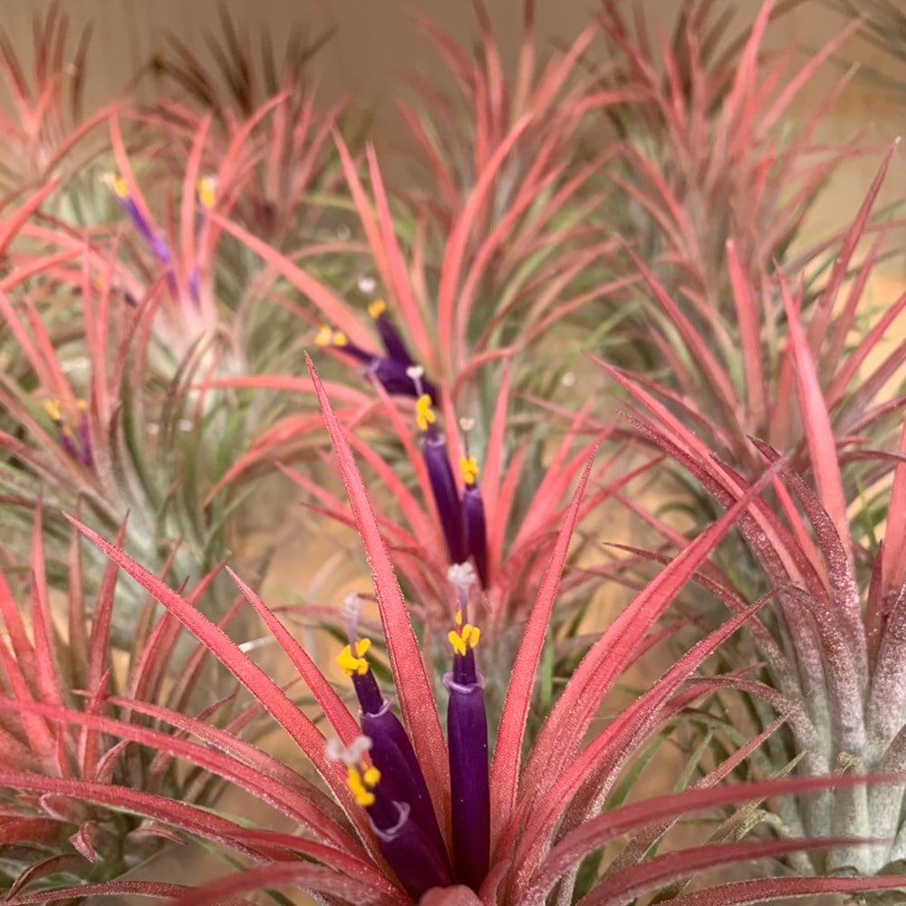 air plant - <i>Tillandsia ionantha</i>