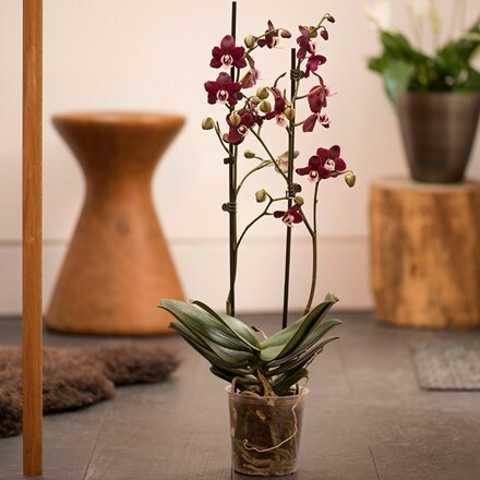 Phalaenopsis Kaoda Twinkle ('Chocolate Drops')