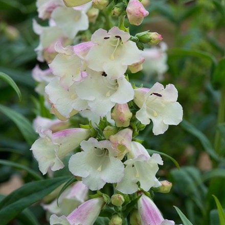 Penstemon Arabesque Appleblossom