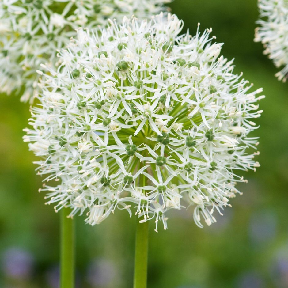 <i>Allium</i> 'Mont Blanc'