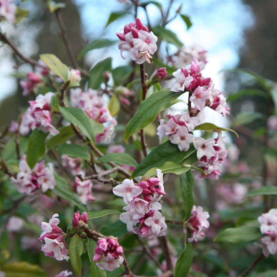 <i>Daphne bholua</i> 'Jacqueline Postill'