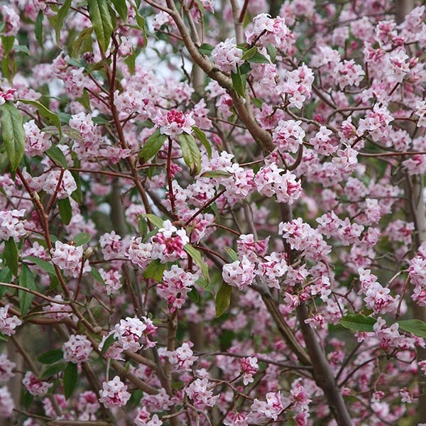 <i>Daphne bholua</i> 'Jacqueline Postill'