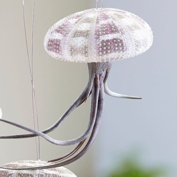 hanging jellyfish (air plant)