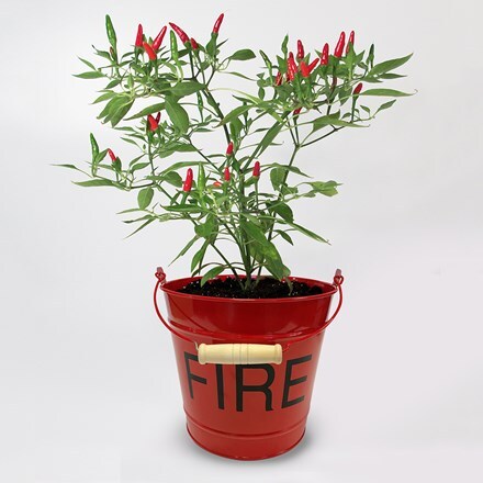 chilli metal fire bucket