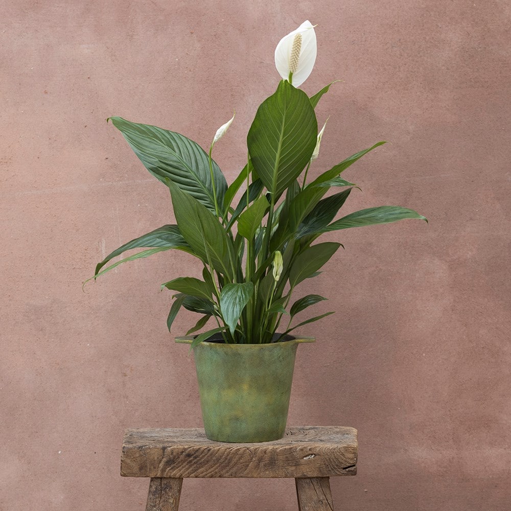 <i>Spathiphyllum</i> <b class=small-caps>Bingo Cupido</b> ('Spapril') (PBR)