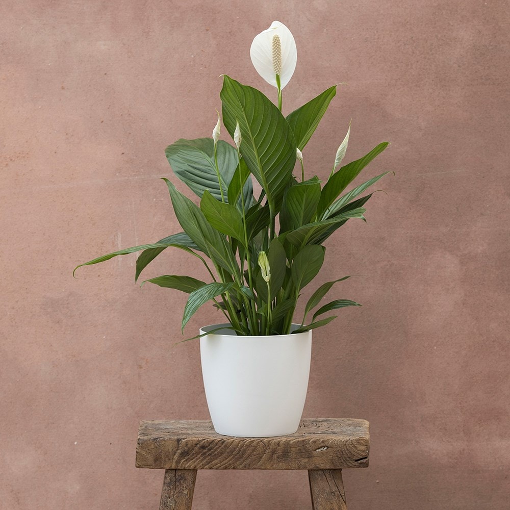 <i>Spathiphyllum</i> <b class=small-caps>Bingo Cupido</b> ('Spapril') (PBR)