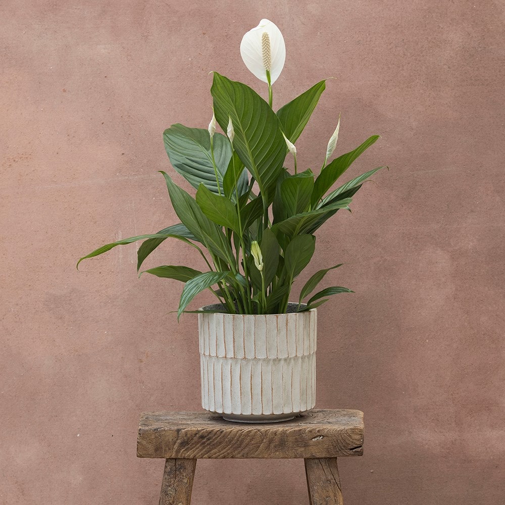 <i>Spathiphyllum</i> <b class=small-caps>Bingo Cupido</b> ('Spapril') (PBR)