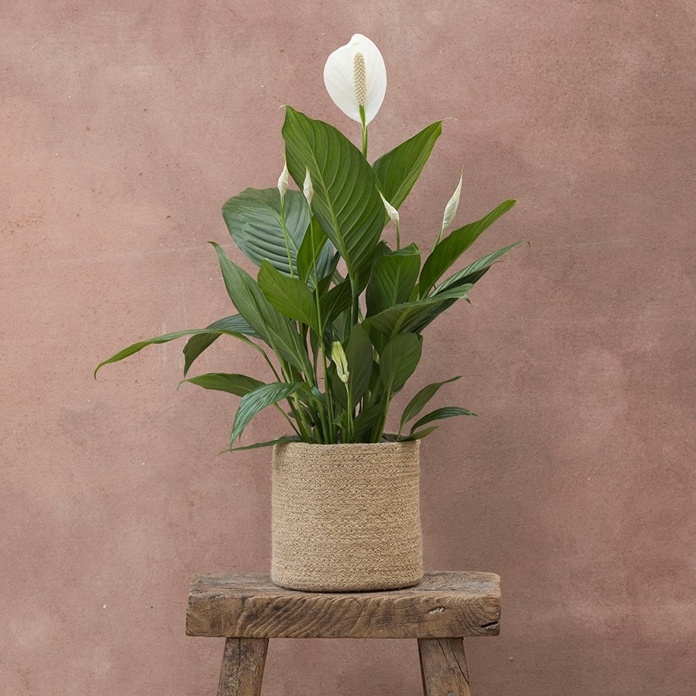 <i>Spathiphyllum</i> <b class=small-caps>Bingo Cupido</b> ('Spapril') (PBR)