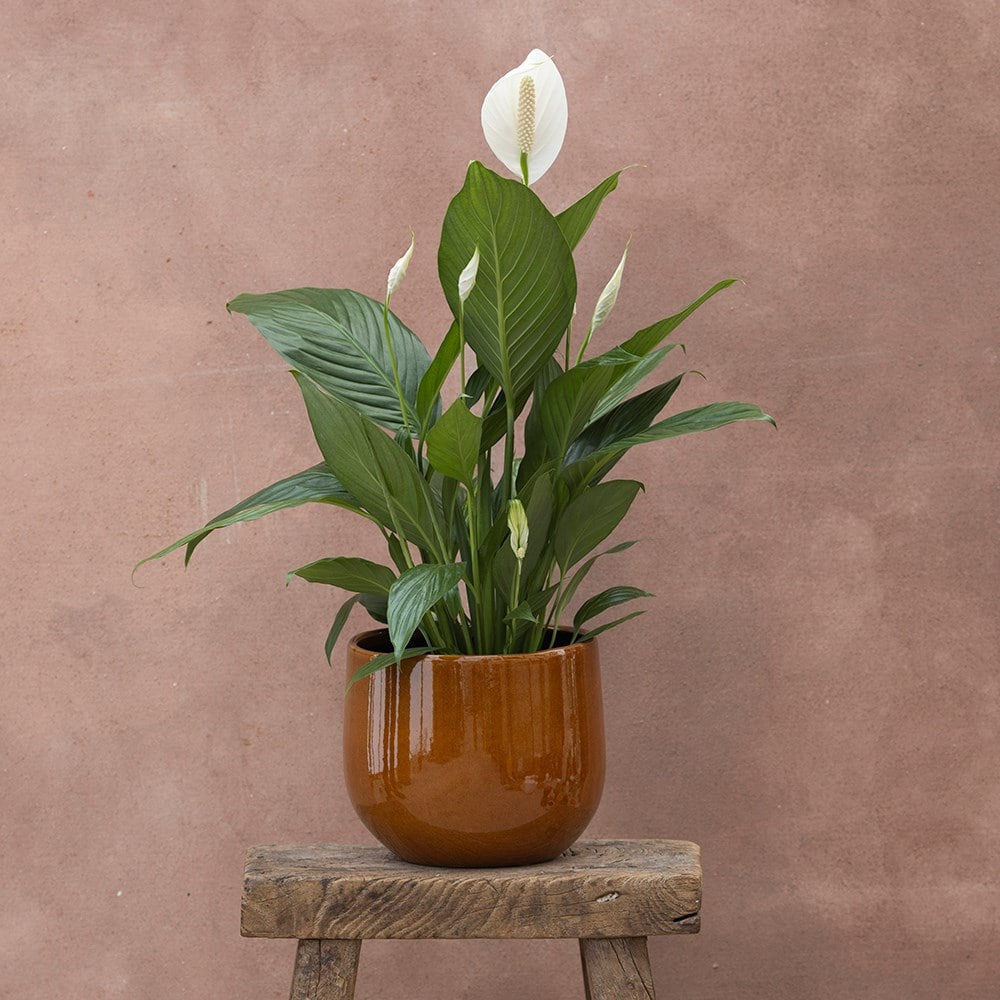 <i>Spathiphyllum</i> <b class=small-caps>Bingo Cupido</b> ('Spapril') (PBR)