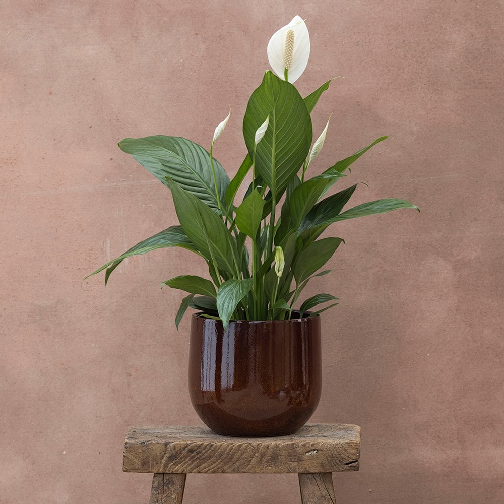 <i>Spathiphyllum</i> <b class=small-caps>Bingo Cupido</b> ('Spapril') (PBR)