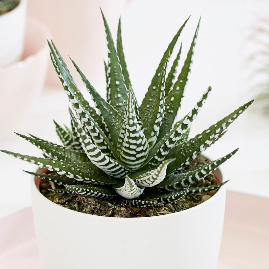 <i>Haworthia</i> 'Big Band'