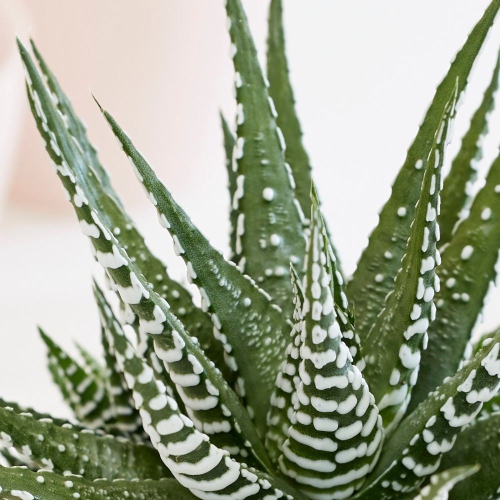 <i>Haworthia</i> 'Big Band'