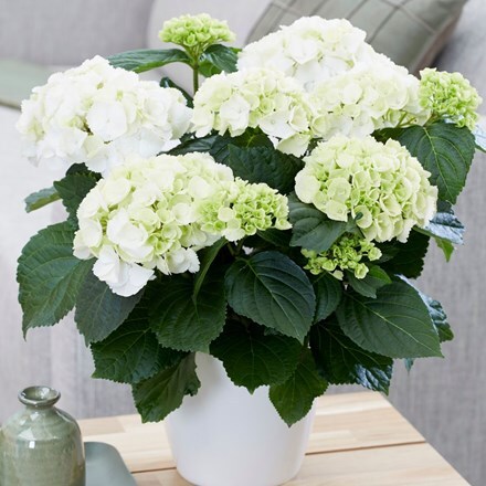 Hydrangea macrophylla Schneeball