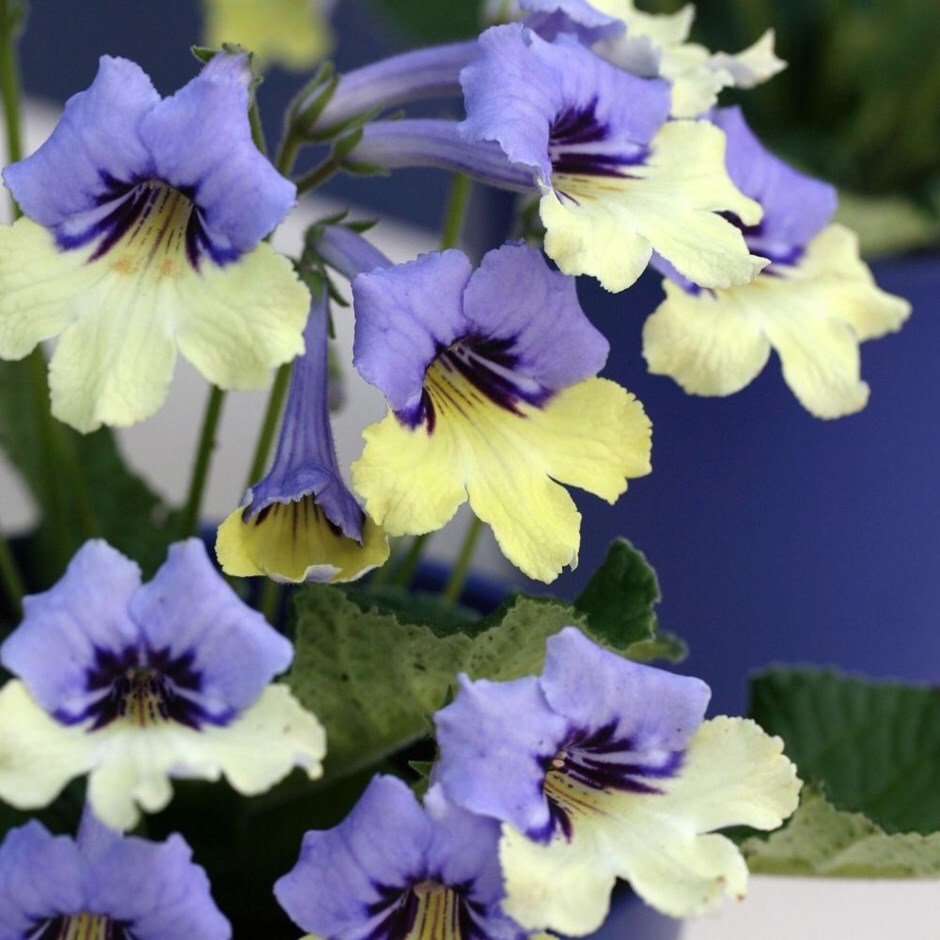 <I>Streptocarpus</i> 'Harlequin Blue' (PBR)