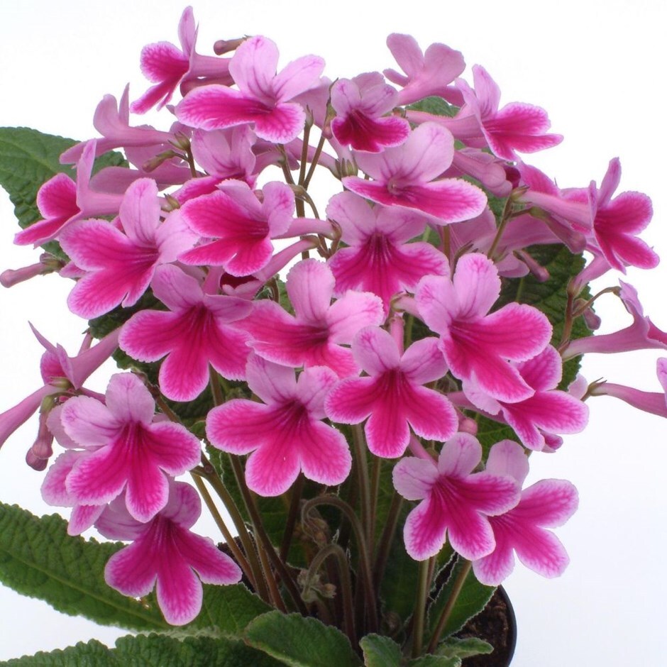 <i>Streptocarpus</i> 'Caitlin'